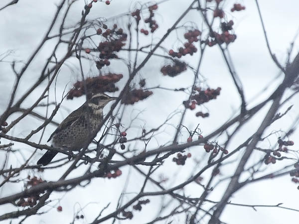 Ruostesiipirastas, Dusky Thrush, Turdus naumanni